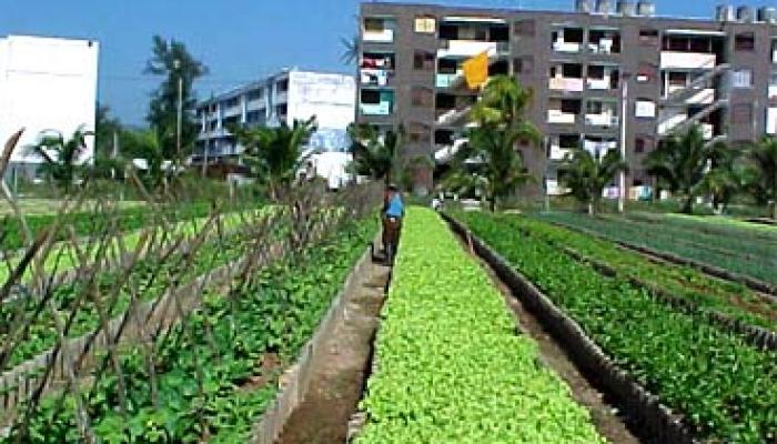 La Actaf fortalece planes de desarrollo de la agricultura urbana. Foto: Archivo